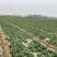 【精品包菜】阳光4-2包菜基地自种，陆续上市中