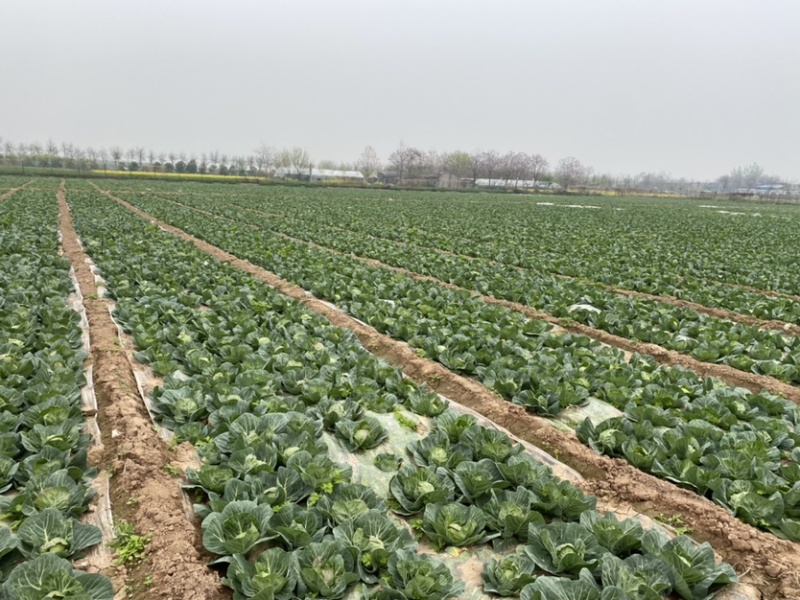 【精品包菜】阳光4-2包菜基地自种，陆续上市中