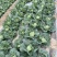 【精品包菜】阳光4-2包菜基地自种，陆续上市中