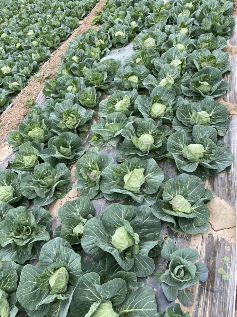 【精品包菜】阳光4-2包菜基地自种，陆续上市中