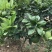 泰国红宝石柚子树苗泰国青皮柚三红蜜柚黄肉蜜柚嫁接新品种