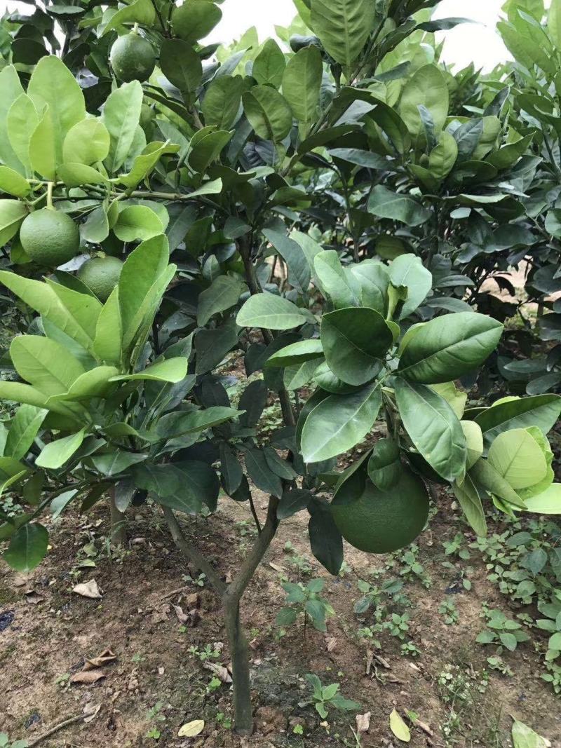 泰国红宝石柚子树苗泰国青皮柚三红蜜柚黄肉蜜柚嫁接新品种