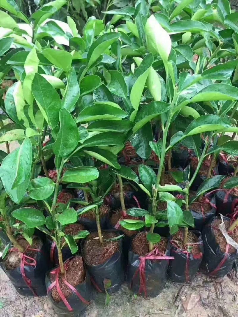 泰国红宝石柚子树苗泰国青皮柚三红蜜柚黄肉蜜柚嫁接新品种