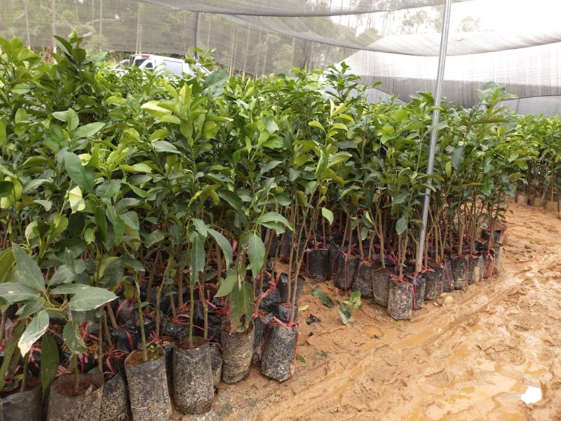 泰国红宝石柚子树苗泰国青皮柚三红蜜柚黄肉蜜柚嫁接新品种