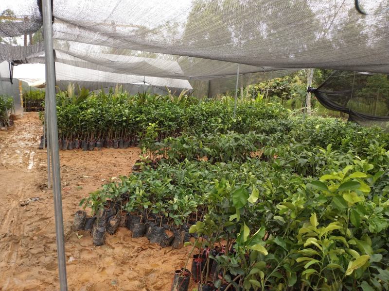 泰国红宝石柚子树苗泰国青皮柚三红蜜柚黄肉蜜柚嫁接新品种