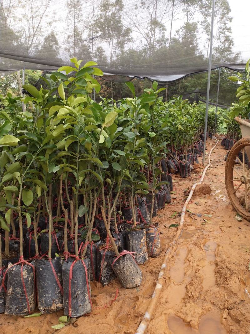 泰国红宝石柚子树苗泰国青皮柚三红蜜柚黄肉蜜柚嫁接新品种