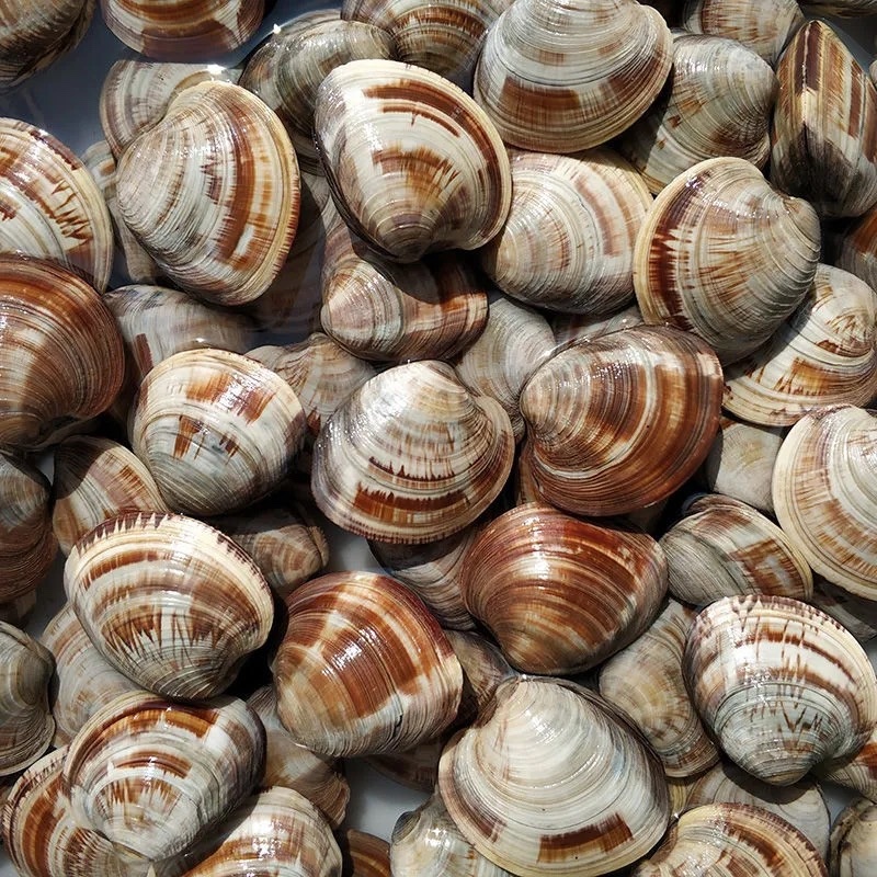 美贝文蛤贝类海蛤蜊新鲜黄蛤蜊海鲜水产鲜活