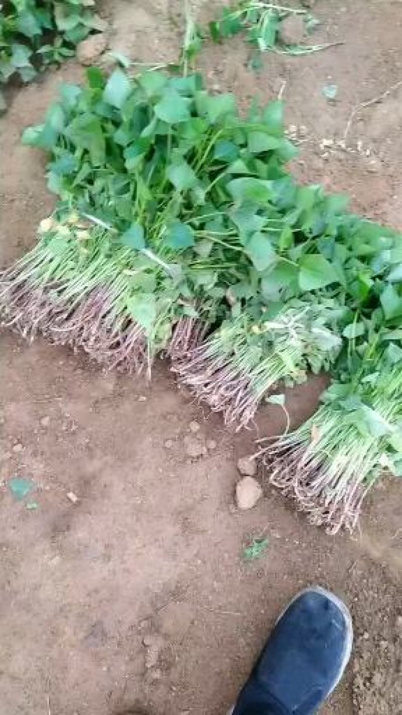 红薯苗