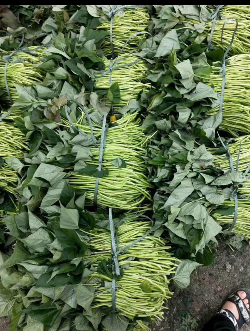 红薯苗