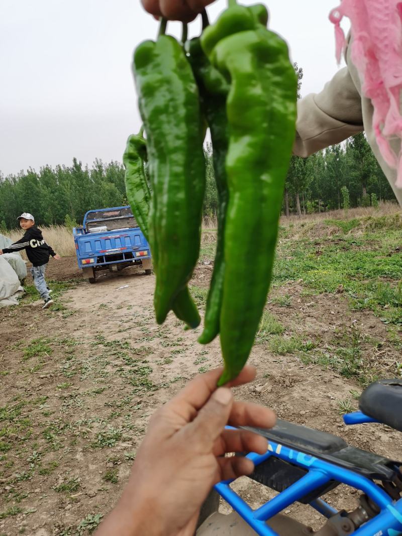 本地辣椒，罗螺丝椒川椒杭椒，所有辣椒通通有货
