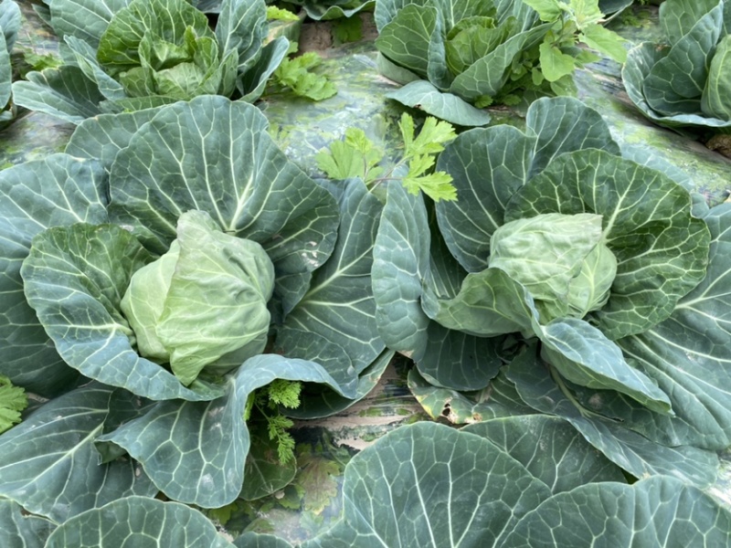 【精品包菜】阳光4-2包菜基地自种，陆续上市中