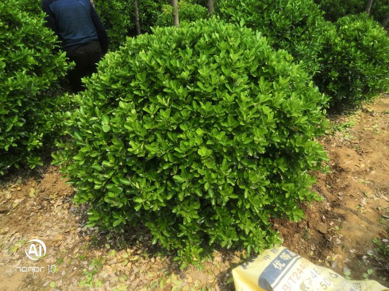 大叶冬青球1~1.5米冠幅操作方便靠路边