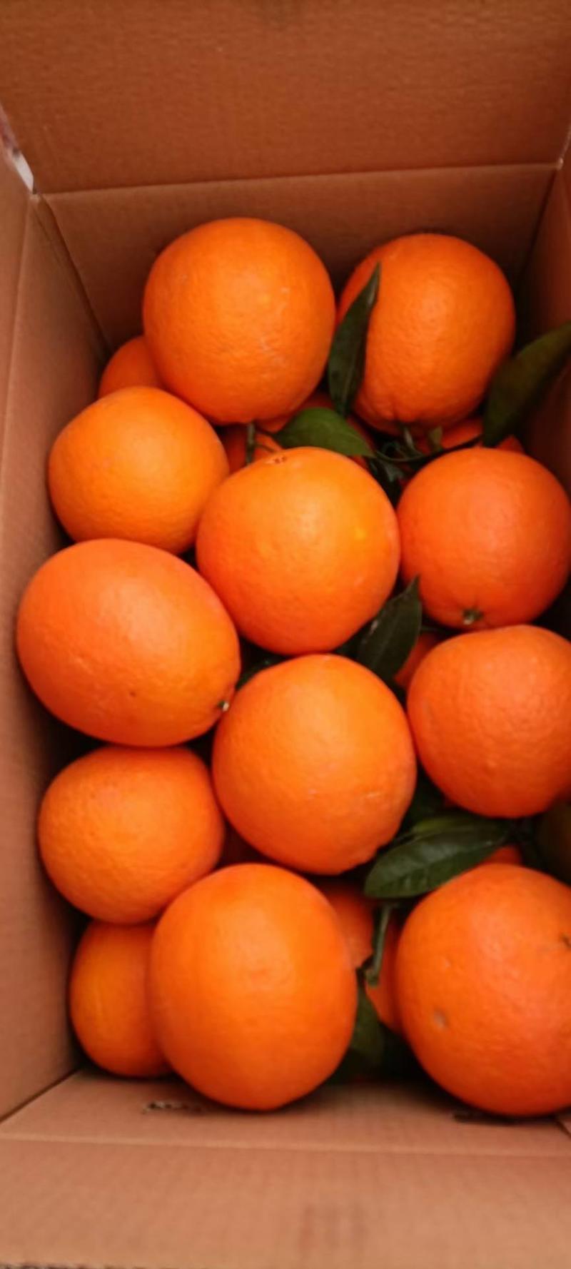 九月红果冻橙果园基地直销入口化渣口感纯甜