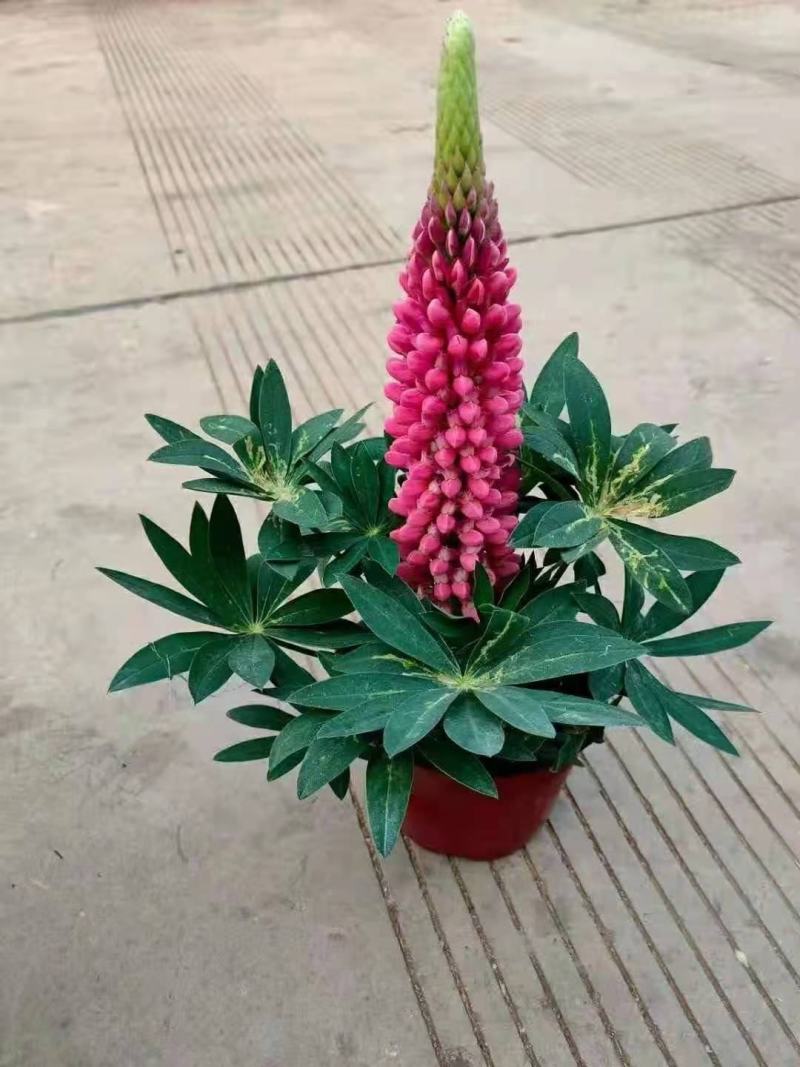 鲁冰花羽扇豆，需要的老板询价价格低质量好