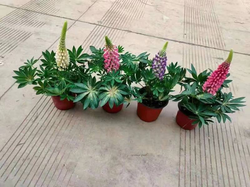 鲁冰花羽扇豆，需要的老板询价价格低质量好