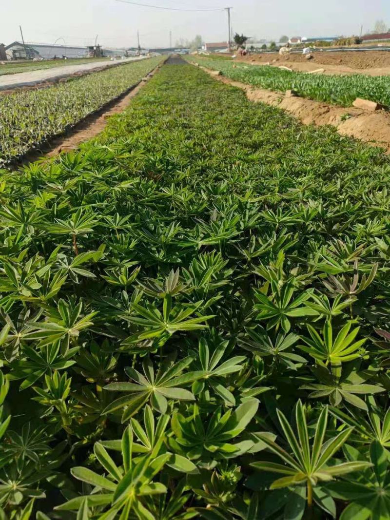 鲁冰花羽扇豆，需要的老板询价价格低质量好