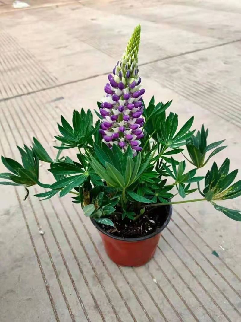 鲁冰花羽扇豆，需要的老板询价价格低质量好