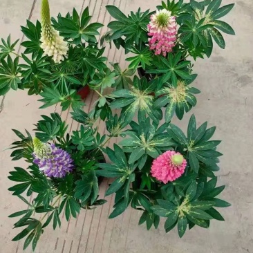 鲁冰花羽扇豆，需要的老板询价价格低质量好