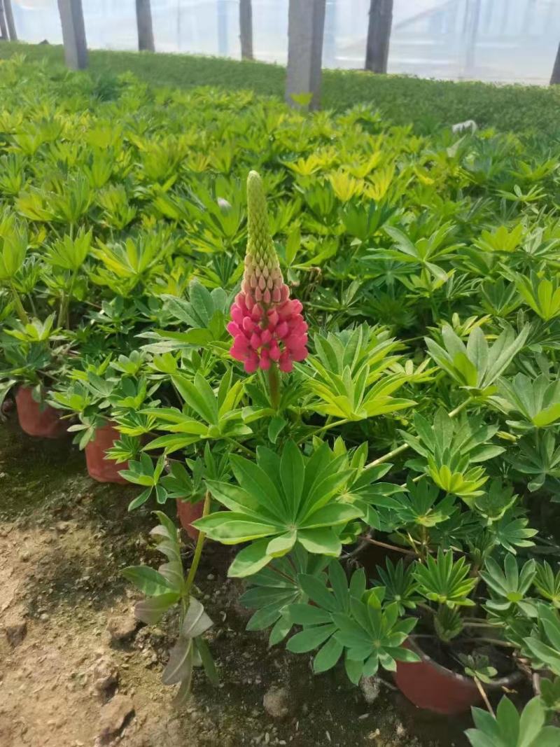 鲁冰花羽扇豆，需要的老板询价价格低质量好