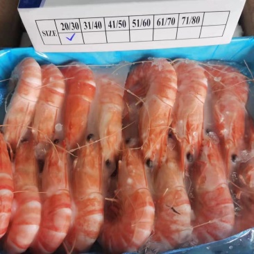 黑虎虾越南黑虎虾低价处理