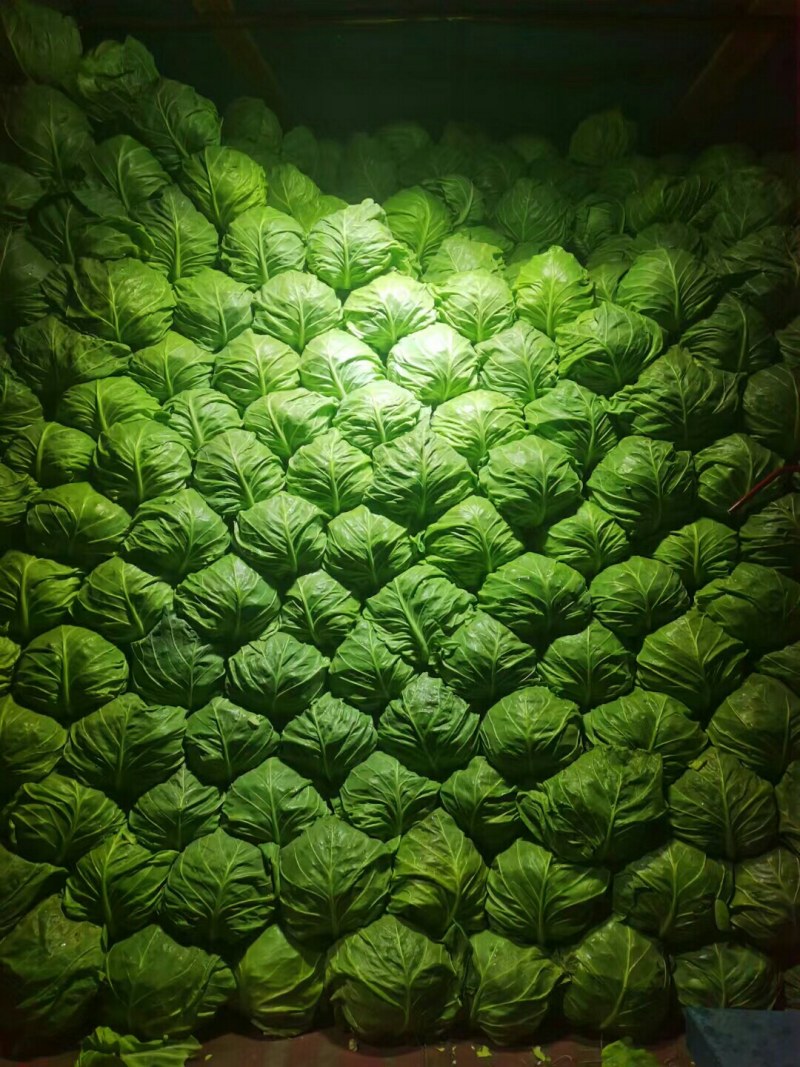 江苏东台甘蓝上市啦！，个头均匀，货源稳定，量大从优