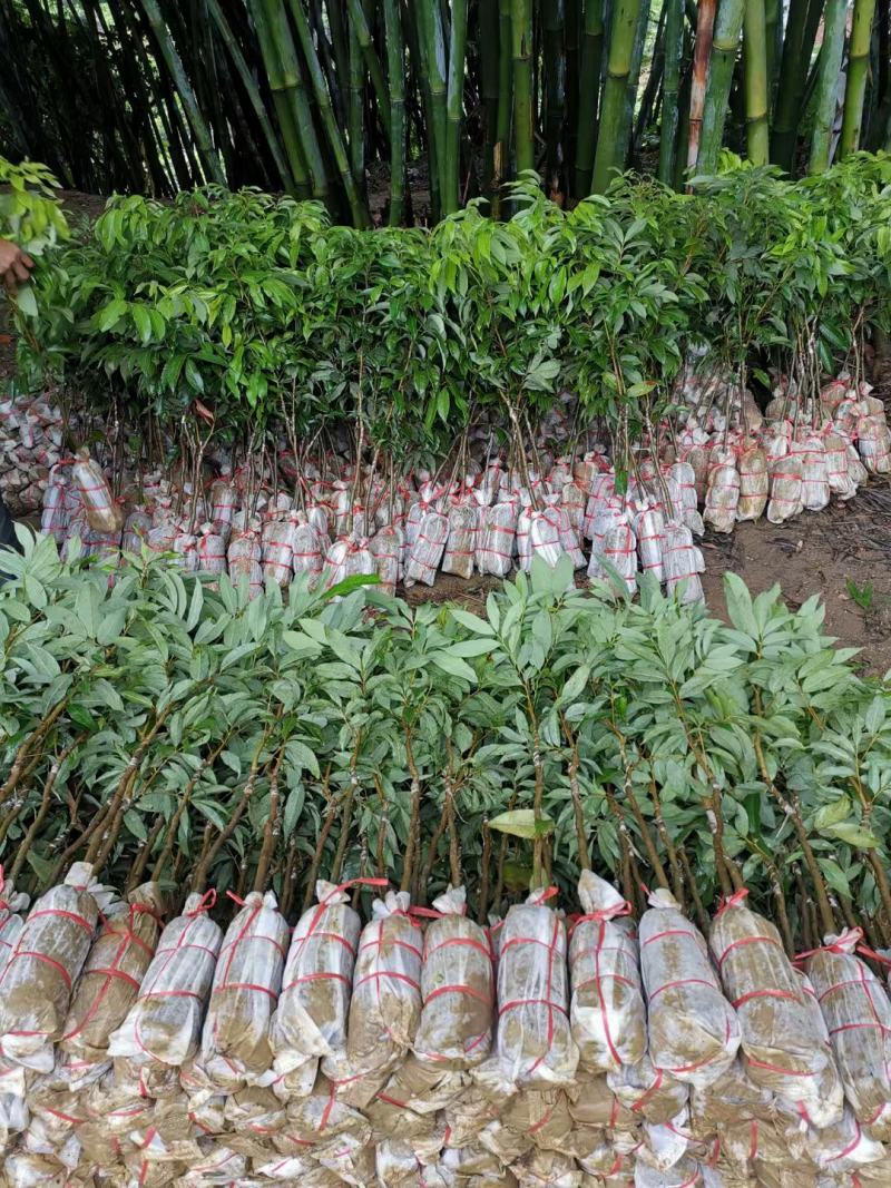 正品种无核荔枝南北方都可以种植耐寒品种。