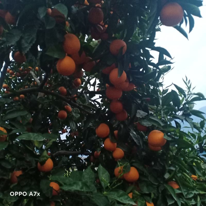 黄果柑