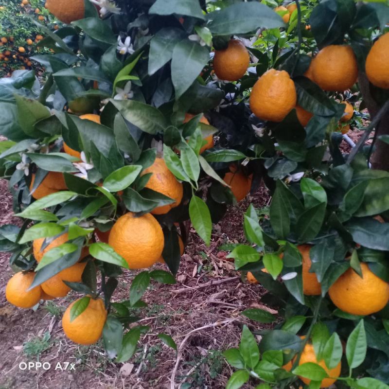 黄果柑