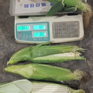 糯玉米