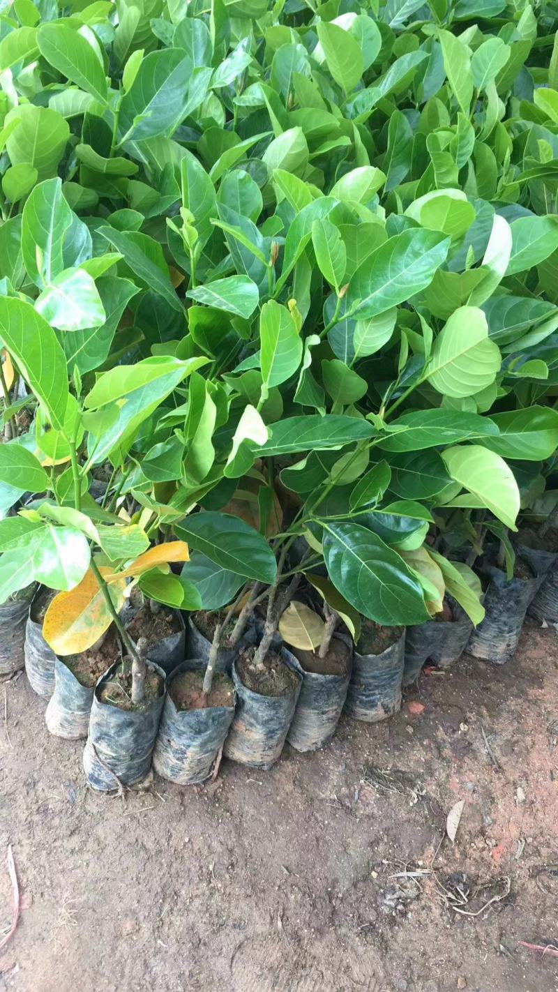 菠萝蜜树苗马来西亚一号泰国红肉菠萝5号12号四季种植嫁接