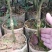 菠萝蜜树苗马来西亚一号泰国红肉菠萝5号12号四季种植嫁接