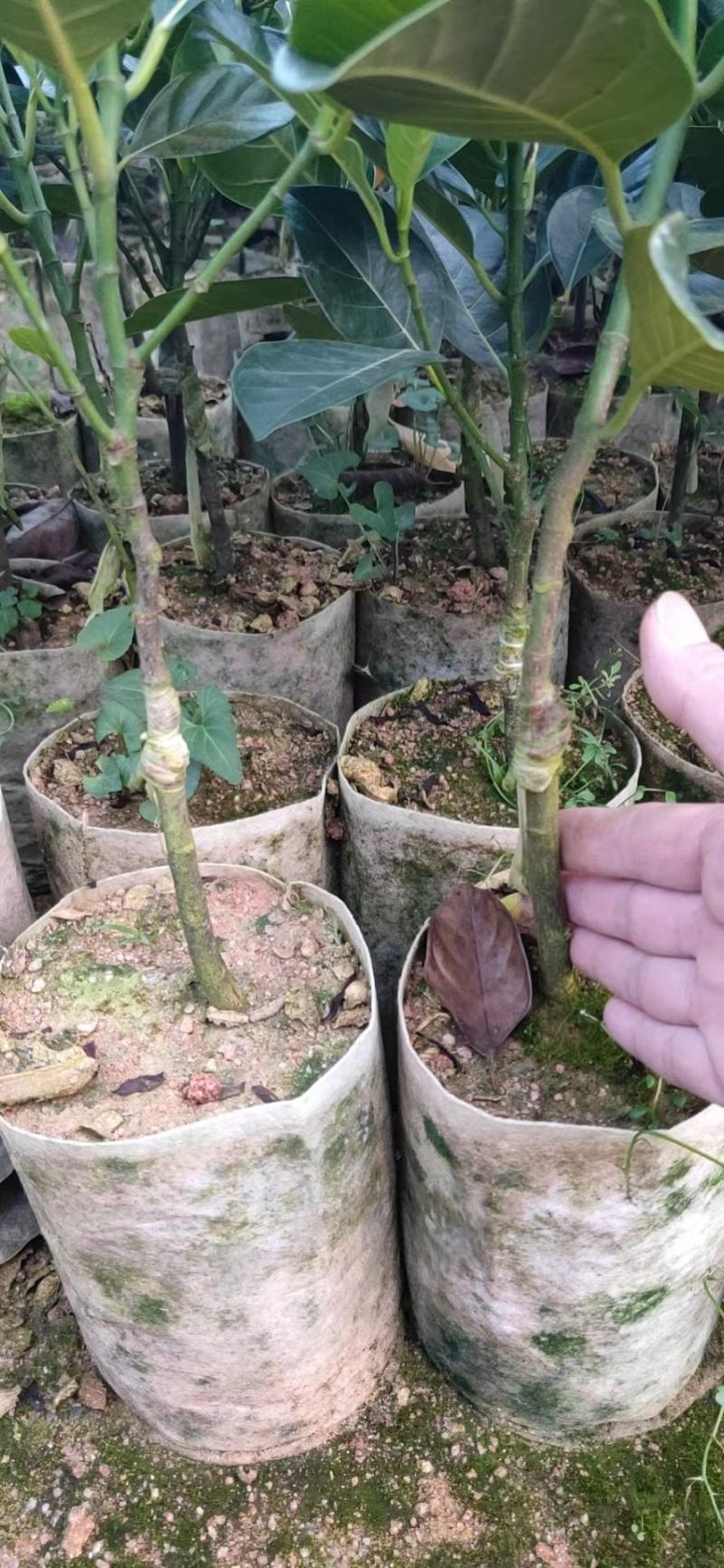 菠萝蜜树苗马来西亚一号泰国红肉菠萝5号12号四季种植嫁接