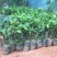 菠萝蜜树苗马来西亚一号泰国红肉菠萝5号12号四季种植嫁接