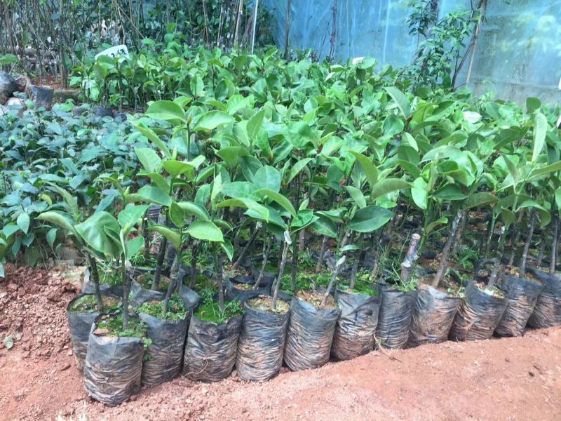 菠萝蜜树苗马来西亚一号泰国红肉菠萝5号12号四季种植嫁接