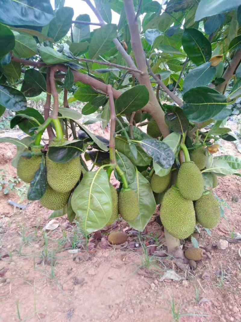 菠萝蜜树苗马来西亚一号泰国红肉菠萝5号12号四季种植嫁接