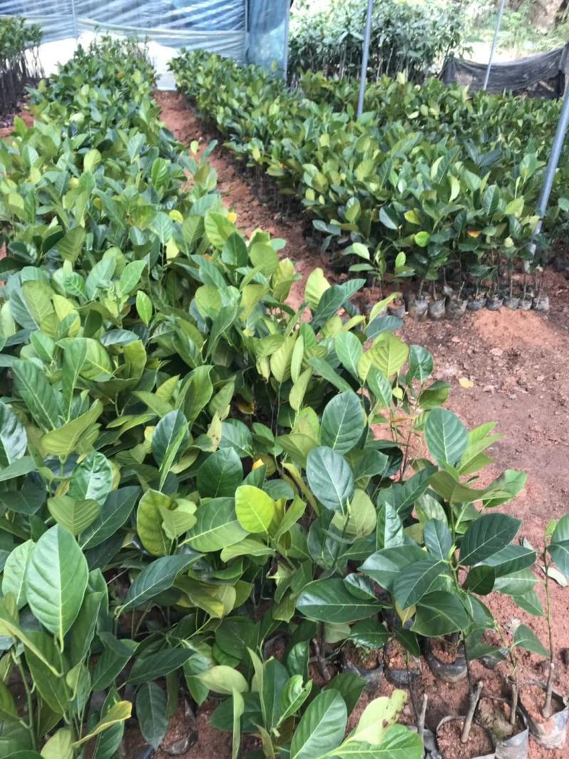 菠萝蜜树苗马来西亚一号泰国红肉菠萝5号12号四季种植嫁接