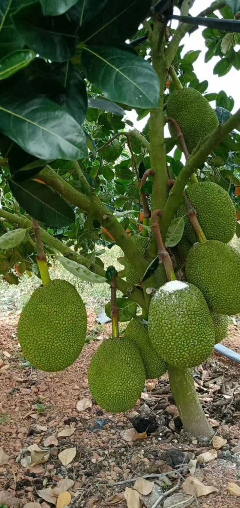 菠萝蜜树苗马来西亚一号泰国红肉菠萝5号12号四季种植嫁接