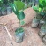 菠萝蜜树苗马来西亚一号泰国红肉菠萝5号12号四季种植嫁接