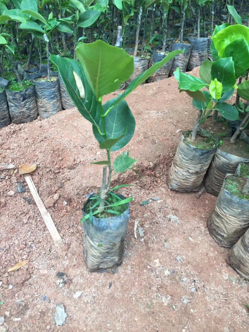 菠萝蜜树苗马来西亚一号泰国红肉菠萝5号12号四季种植嫁接