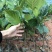 菠萝蜜树苗马来西亚一号泰国红肉菠萝5号12号四季种植嫁接