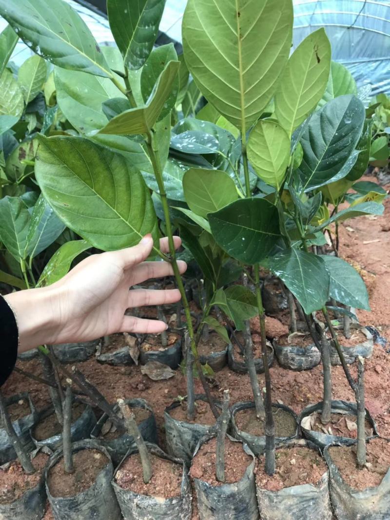 菠萝蜜树苗马来西亚一号泰国红肉菠萝5号12号四季种植嫁接