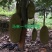 菠萝蜜树苗马来西亚一号泰国红肉菠萝5号12号四季种植嫁接