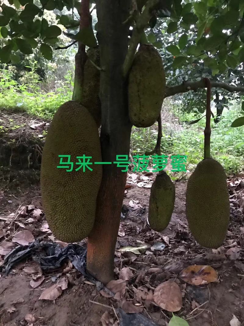 菠萝蜜树苗马来西亚一号泰国红肉菠萝5号12号四季种植嫁接