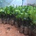菠萝蜜树苗马来西亚一号泰国红肉菠萝5号12号四季种植嫁接