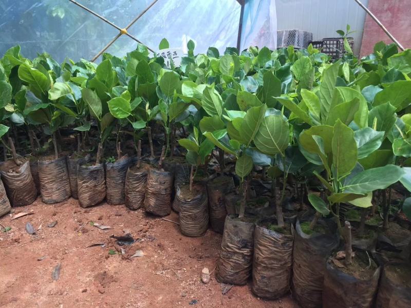 菠萝蜜树苗马来西亚一号泰国红肉菠萝5号12号四季种植嫁接