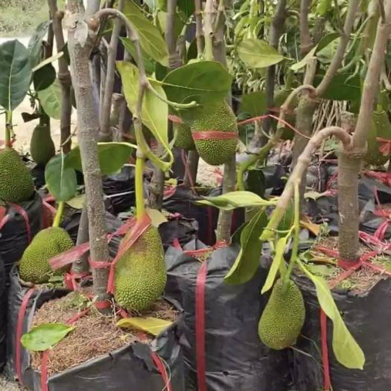 菠萝蜜树苗马来西亚一号泰国红肉菠萝5号12号四季种植嫁接
