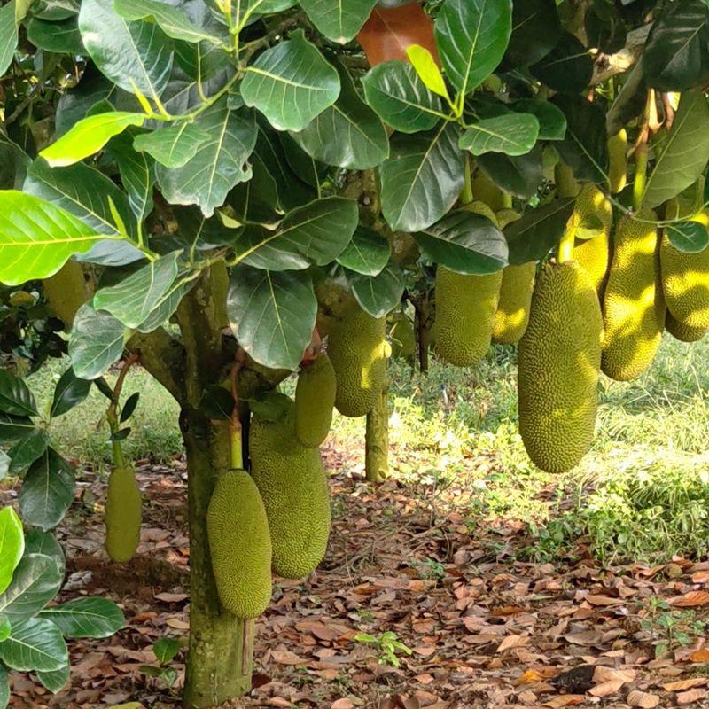 菠萝蜜树苗马来西亚一号泰国红肉菠萝5号12号四季种植嫁接