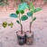 菠萝蜜树苗马来西亚一号泰国红肉菠萝5号12号四季种植嫁接