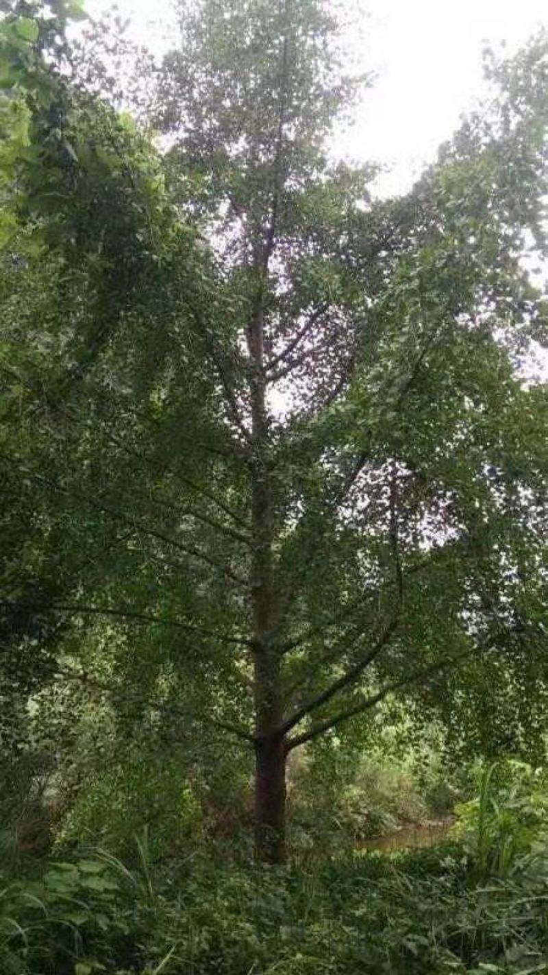 银杏大小规格都有，产地发货，质量保证，欢迎进店联系