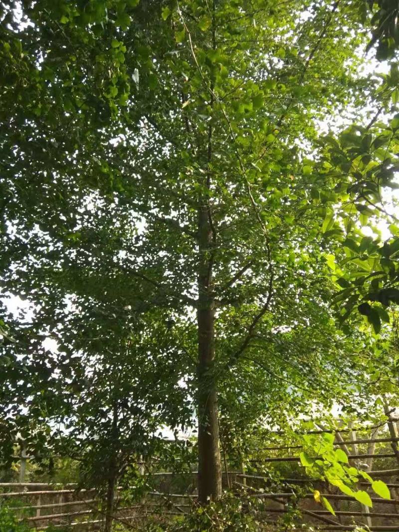 银杏大小规格都有，产地发货，质量保证，欢迎进店联系